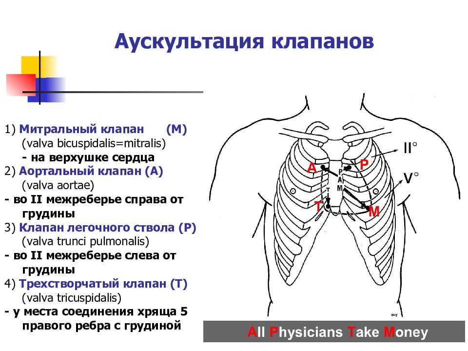 Точки аускультации сердца рисунок