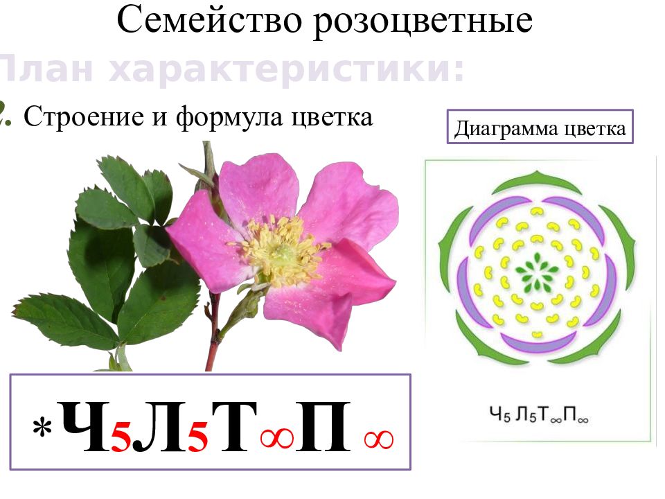 Формула цветка растений семейства розоцветные ответ. Строение цветков крестоцветных и розоцветных. Семейство Розоцветные формула. Семейство Розоцветные диаграмма цветка. Семейство Розоцветные формула цветка.