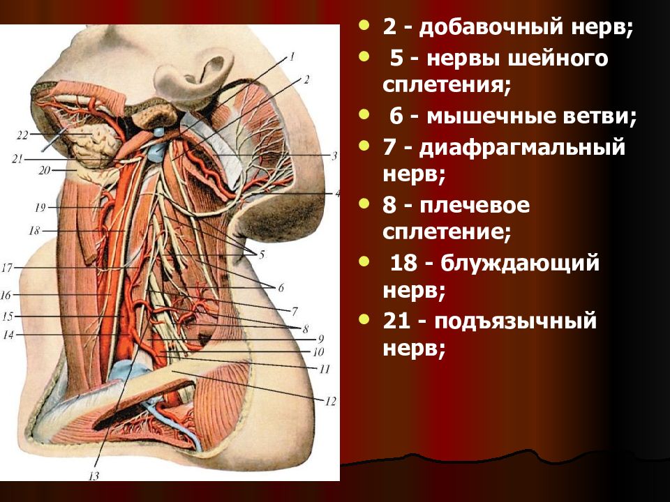 Добавочный нерв анатомия схема