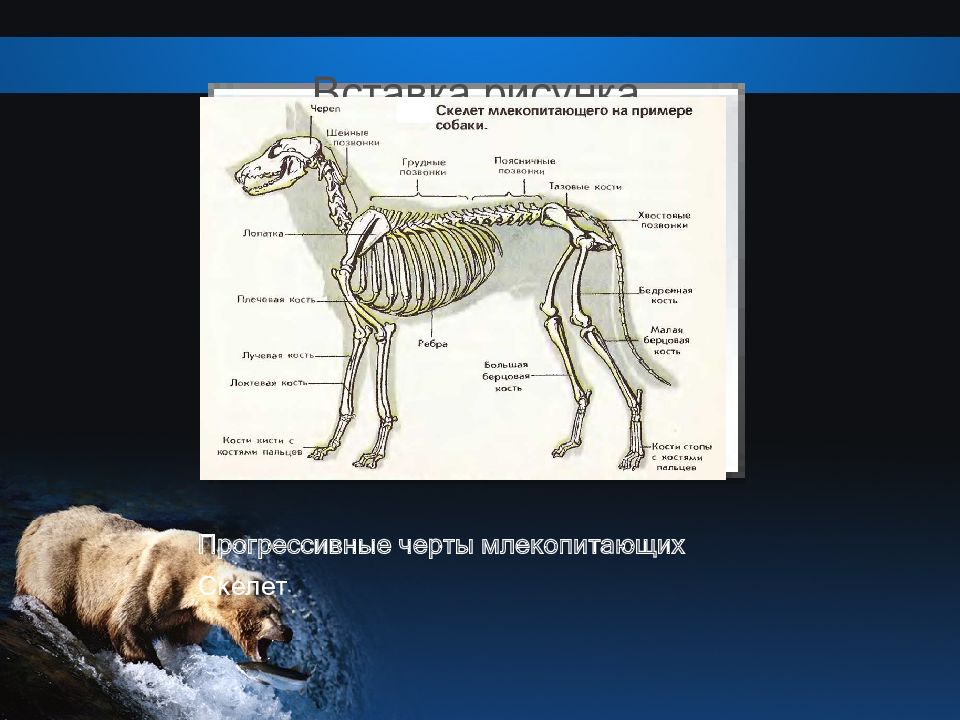 Внешнее строение млекопитающих 8 класс 8 вид презентация