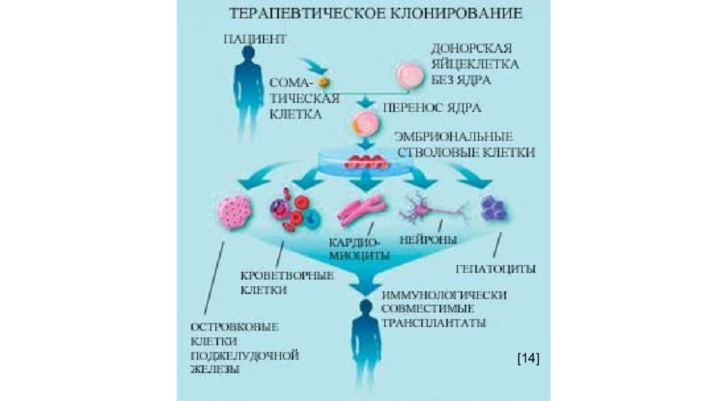 Клонирование терапевтическое схема