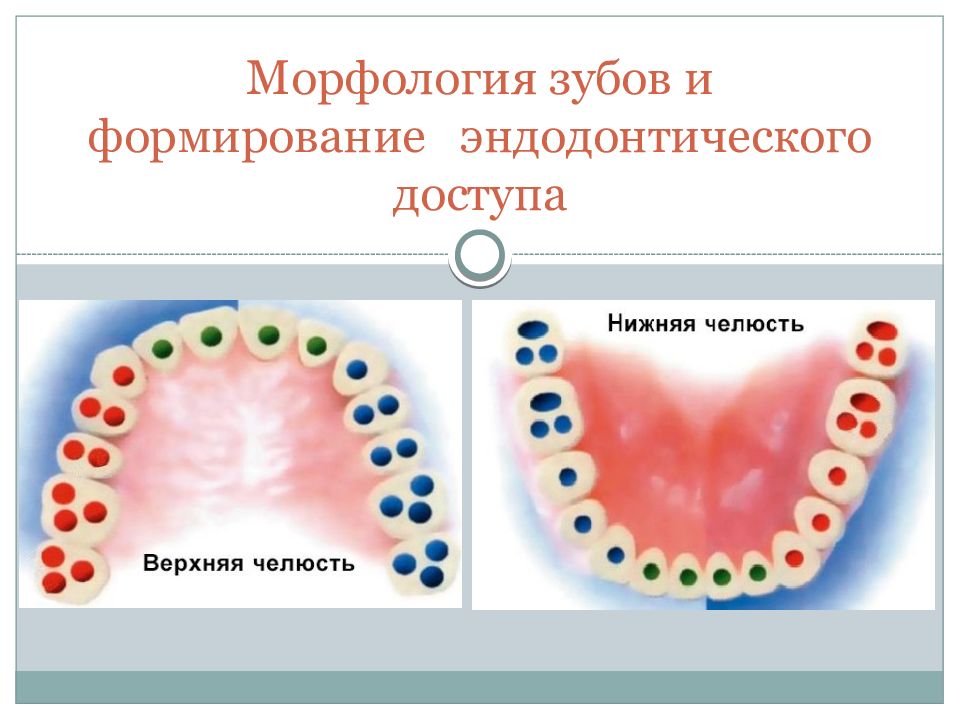 Морфология зубов и формирование эндодонтического доступа