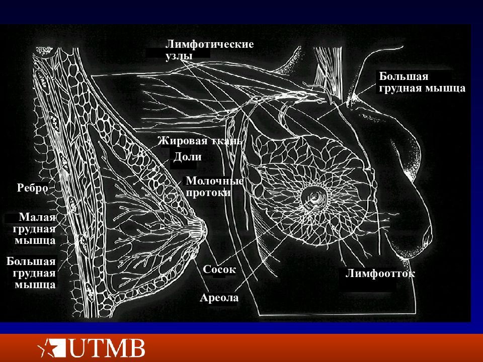 Презентация молочная железа