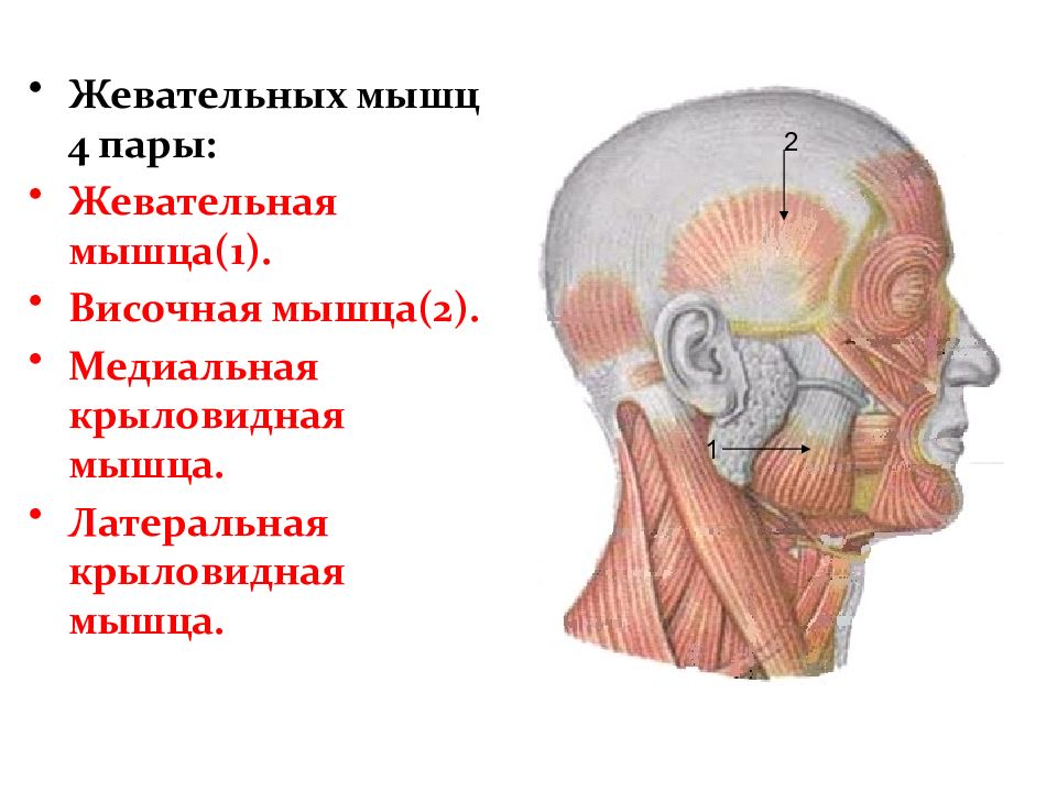 Жевательные мышцы схема