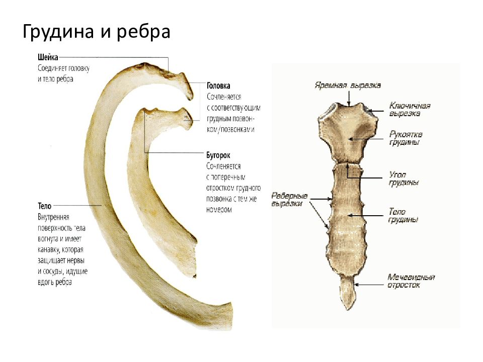 Ребра человека схема