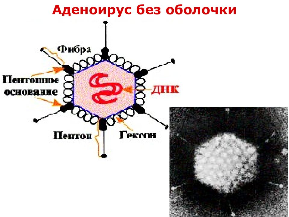 Метка без оболочки. Мот без оболочки.