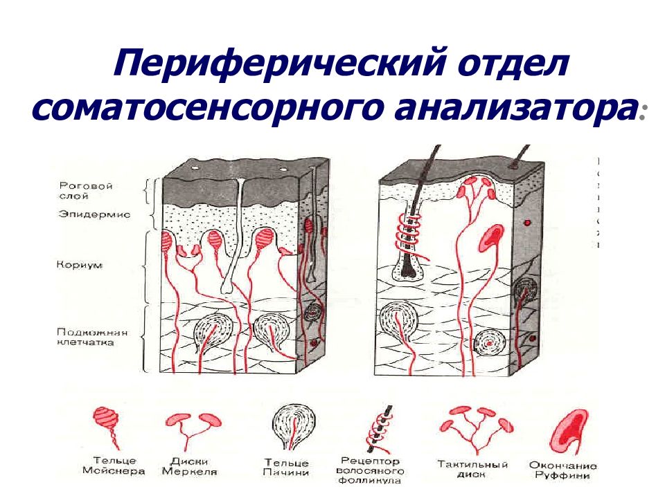 Проводников отдел анализаторов. Строение соматосенсорного анализатора. Соматосенсорный анализатор схема. Периферический отдел осязательного анализатора. Периферический отдел отделы кожного анализатора схема.