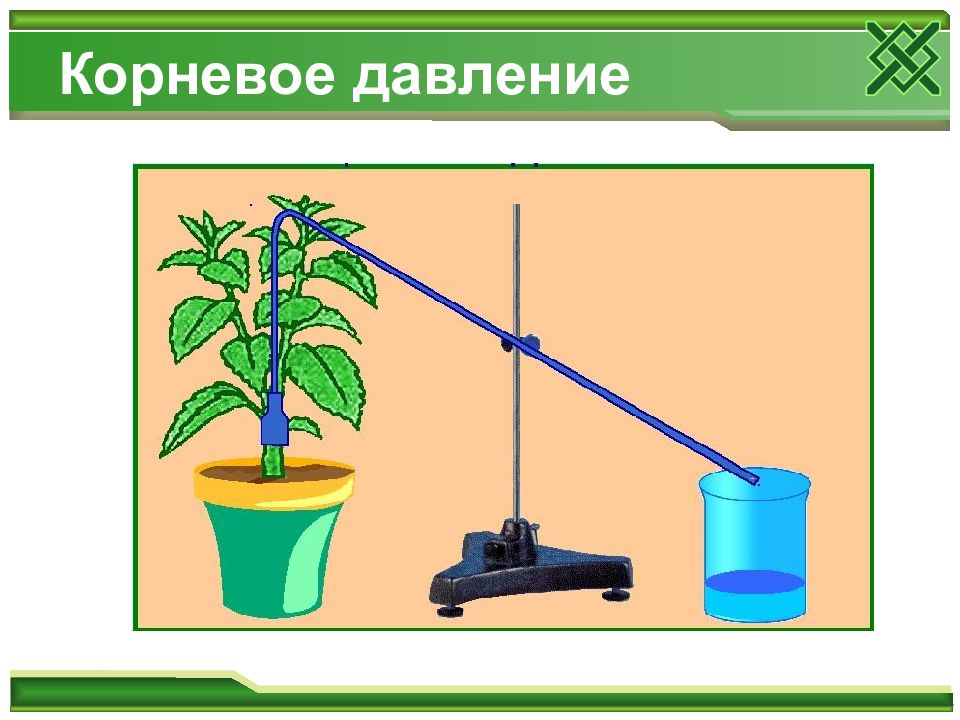 Вещества растений вода растения. Что такое Корневое давление биология 6. Корневое давление у растений. Корневое давление это в биологии. Презентация Корневое давление.