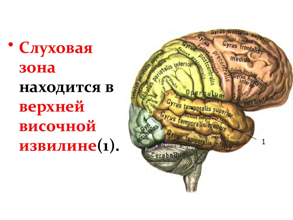 Слуховая зона расположена в доле. Зона коры головного мозга слухового анализатора. Конечный мозг обозначения. Конечный мозг строение. Верхняя височная извилина.