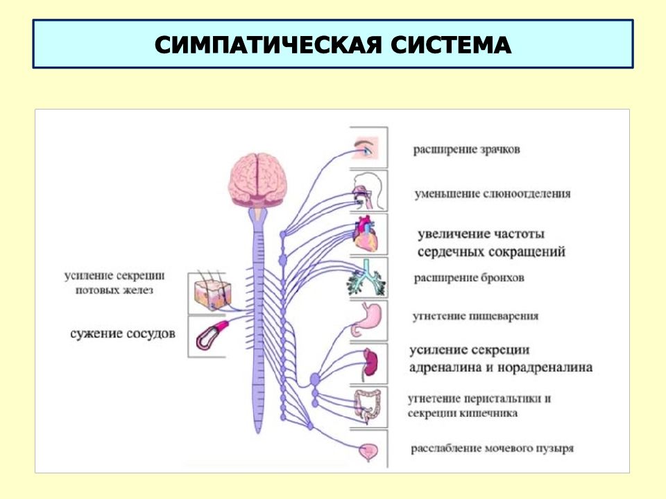 Схема строения парасимпатической и симпатической частей вегетативной нервной системы