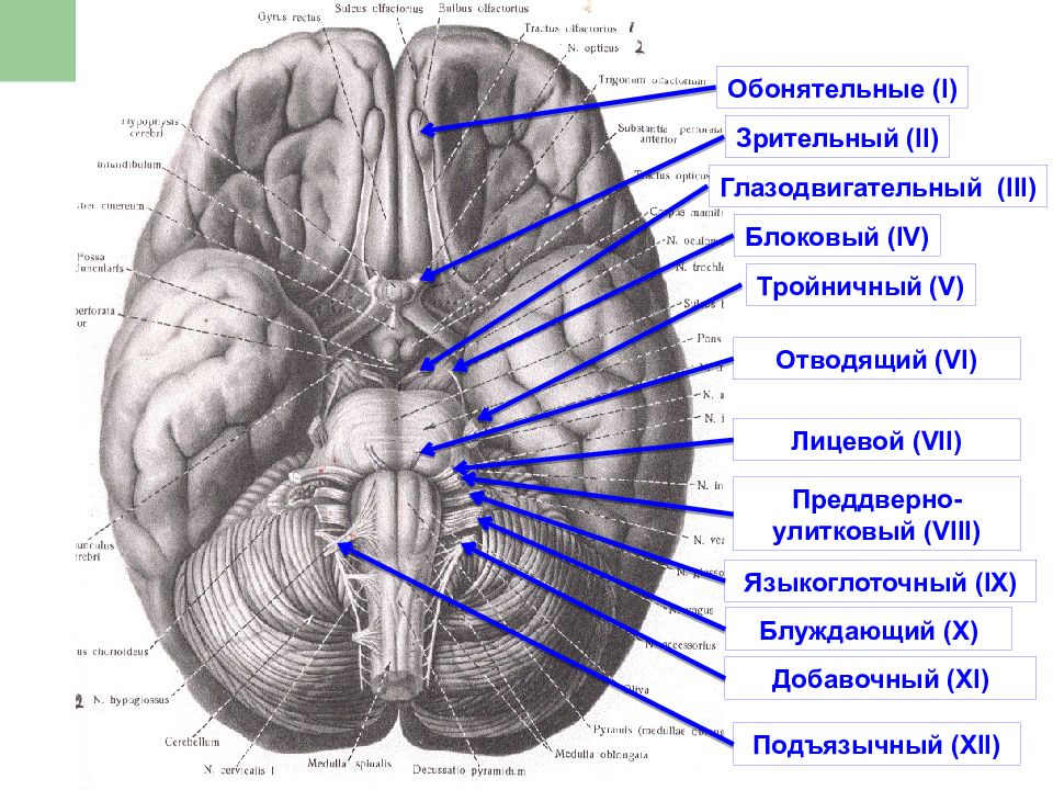 Нервы головного мозга анатомия презентация