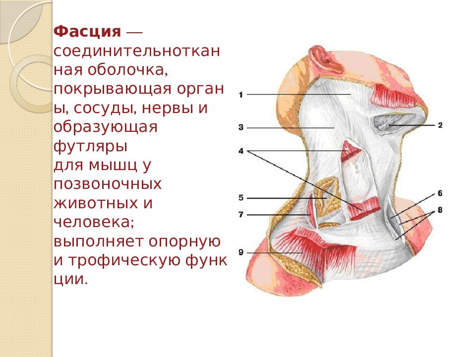 Органы шеи человека в картинках на русском