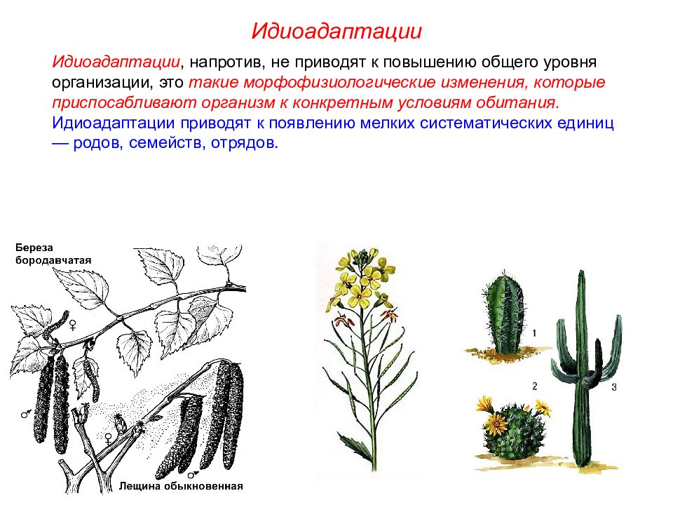 Идиоадаптация. Идиоадаптации растений таблица. Идиоадаптация мхов. Идиоадаптация примеры. Идиоадаптации цветковых растений.