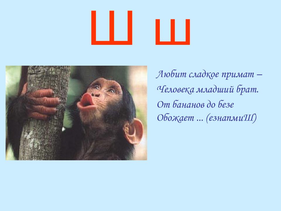 Слова из букв примат. Роды обезьян на букву ш. Примат на букву ц. Мат язык примата.