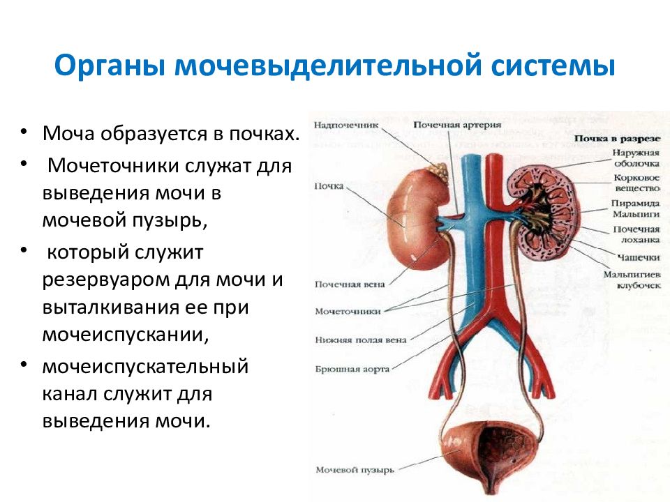 6 орган. Строение мочевыводящих путей. Строение почек и мочевыводящих путей. Анатомия почек человека и мочевыводящих путей. Физиология выделительной системы презентация.