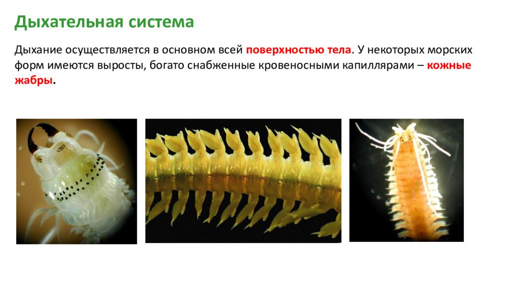 Дыхательная система кольчатых червей. Многощетинковые черви дыхательная система. Класс многощетинковые черви дыхательная система. Многощетинковые черви дыхание. Многощетинковые черви жабры.