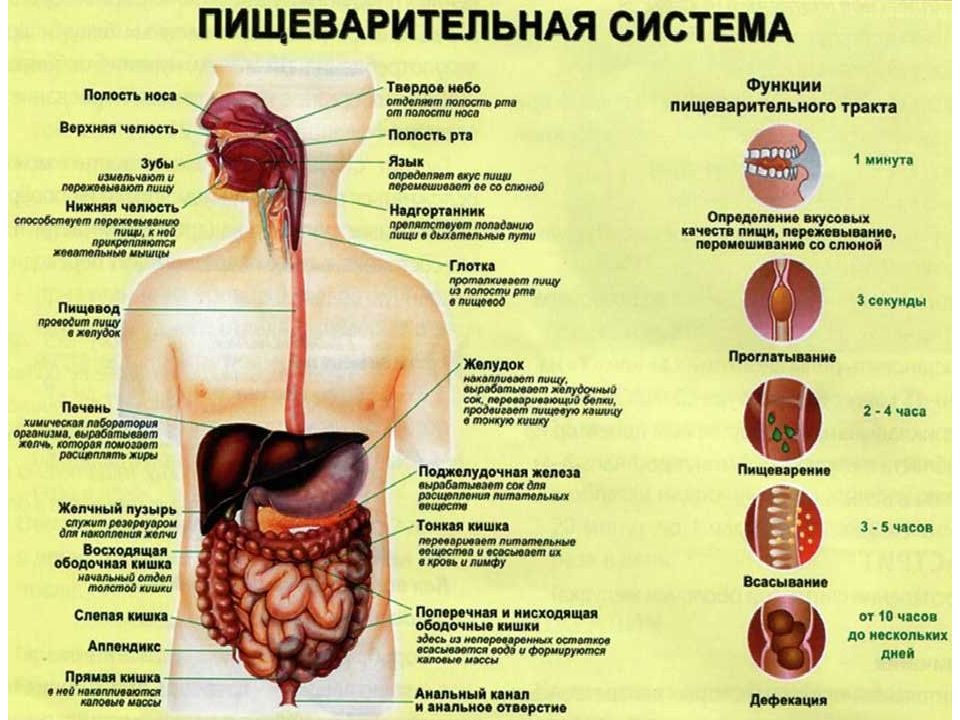 Анатомия желудочно кишечного тракта в картинках