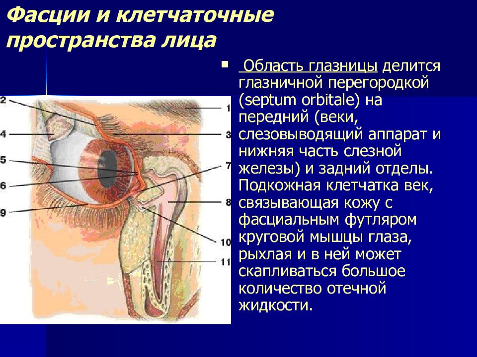 Пространство лица. Глазничная перегородка анатомия. Топографическая анатомия клетчаточных пространств лица. Анатомия мышечно – фасциального аппарата глазницы. Клетчаточные пространства подглазничной области.