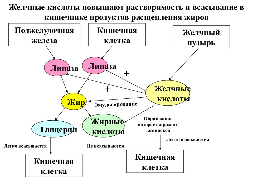 Схема образования желчных кислот