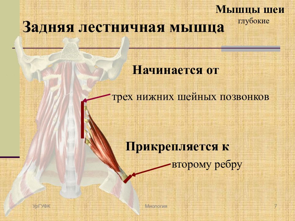 Миология в схемах и таблицах дьяченко