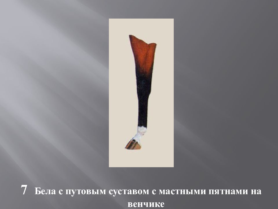 Масти и отметины у лошадей