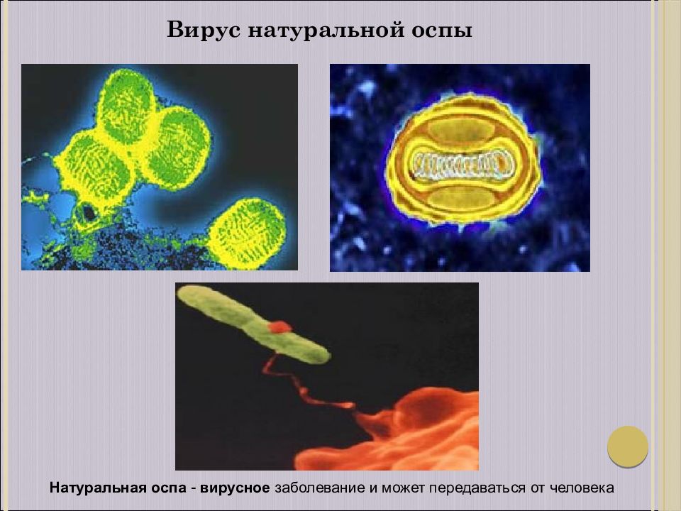 Вирус оспы. Возбудитель натуральной оспы микробиология. Вирус натуральной оспы культивирование. Вирус натуральной оспы микробиология рисунок.