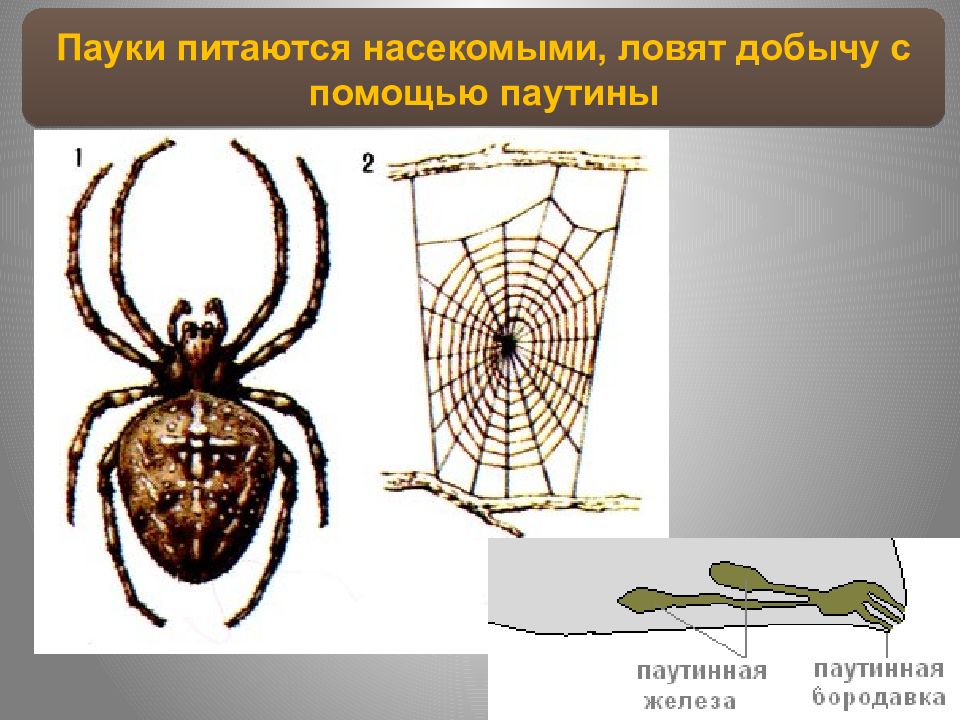 Предки паукообразных