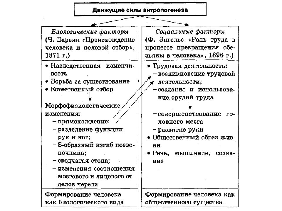 Антропогенез презентация подготовка к егэ