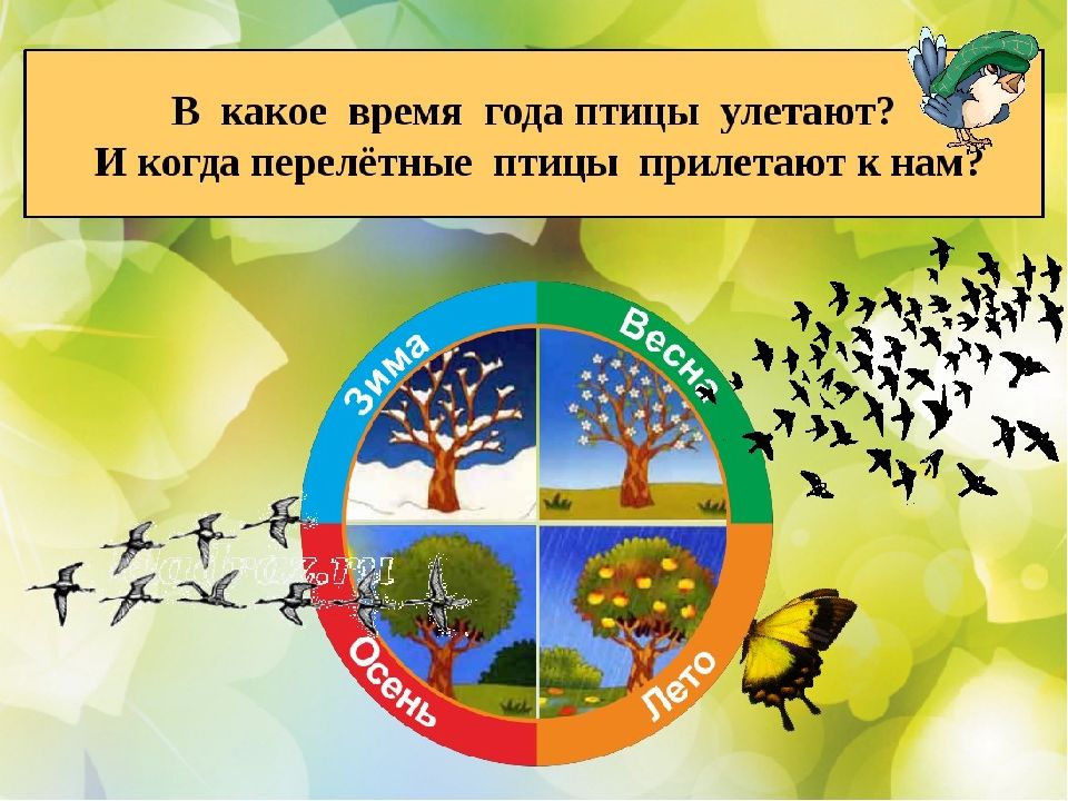 Птичье время. В какое время года улетают птицы. Птицы времена года. Времена года птицы лет. В какое время года улетают перелетные птицы.