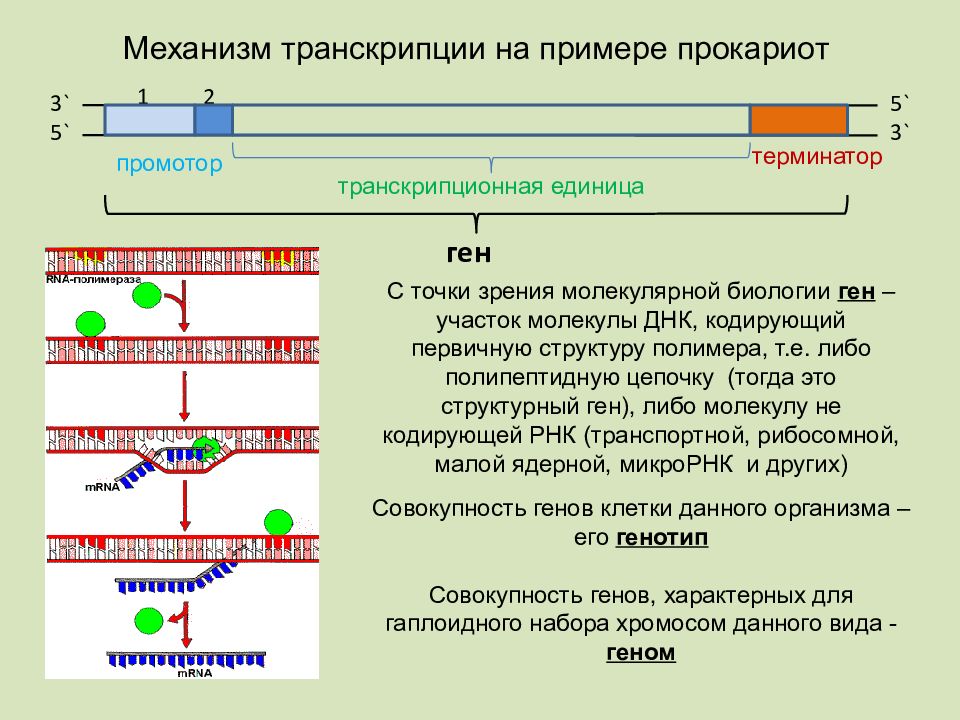 Обеспечивает синтез рнк противодействует тургору. Матричная РНК строение схема. Транскрипция и трансляция РНК. Синтез РНК.