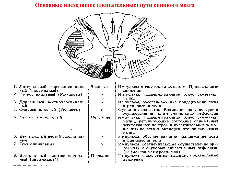 Проводящие пути головного и спинного мозга анатомия презентация