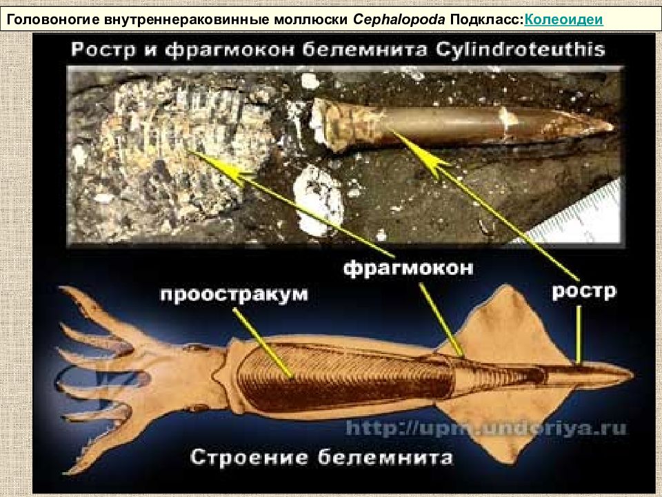 На рисунке изображен белемнит вымершее животное обитавшее 440 410 млн лет назад используя фрагмент