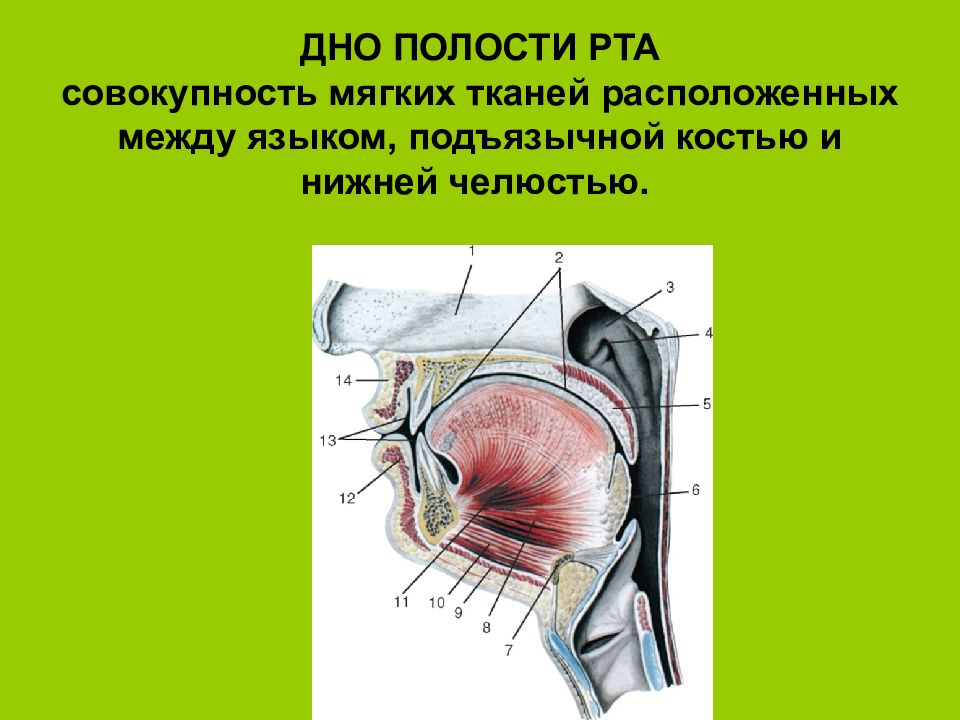 Отсутствовать полость. Введение мышцы дна полости рта;. Строение мягких тканей нижней челюсти.