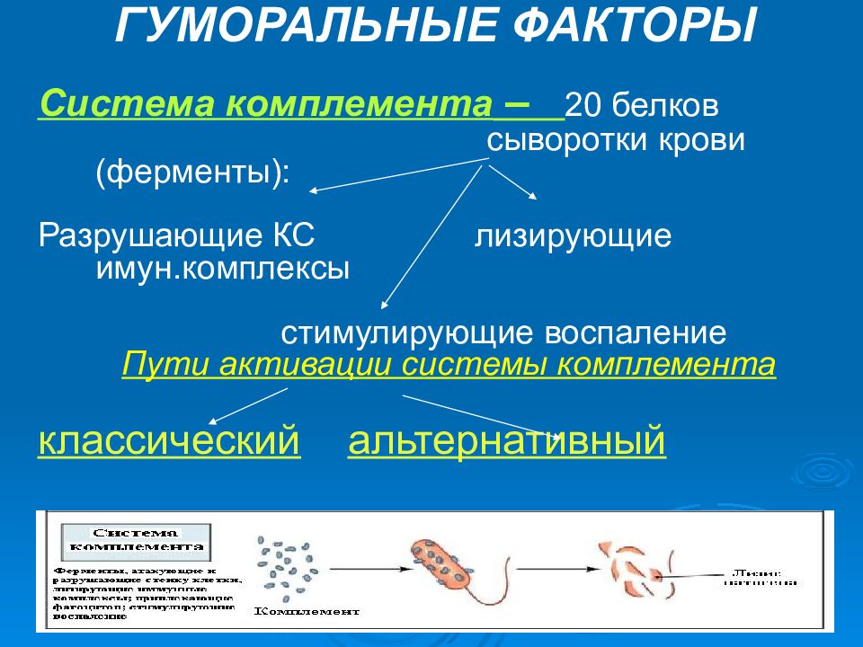 Система фактор. Гуморальные факторы крови комплемент. Факторы системы комплемента. Комплемент это система белков. Белки системы комплемента.