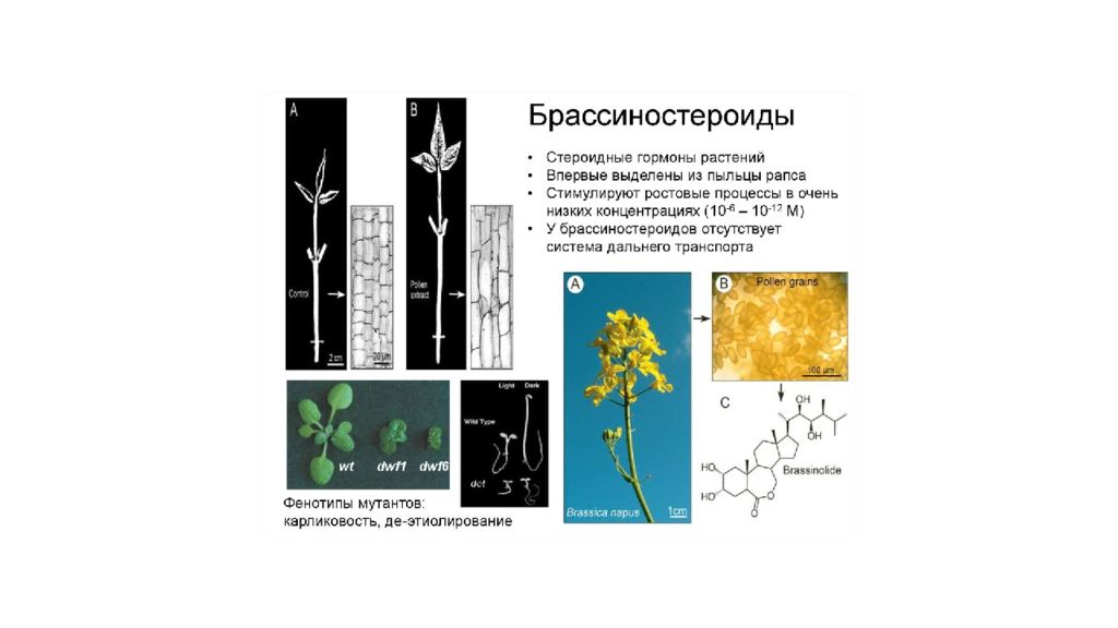 Презентация гормоны растений