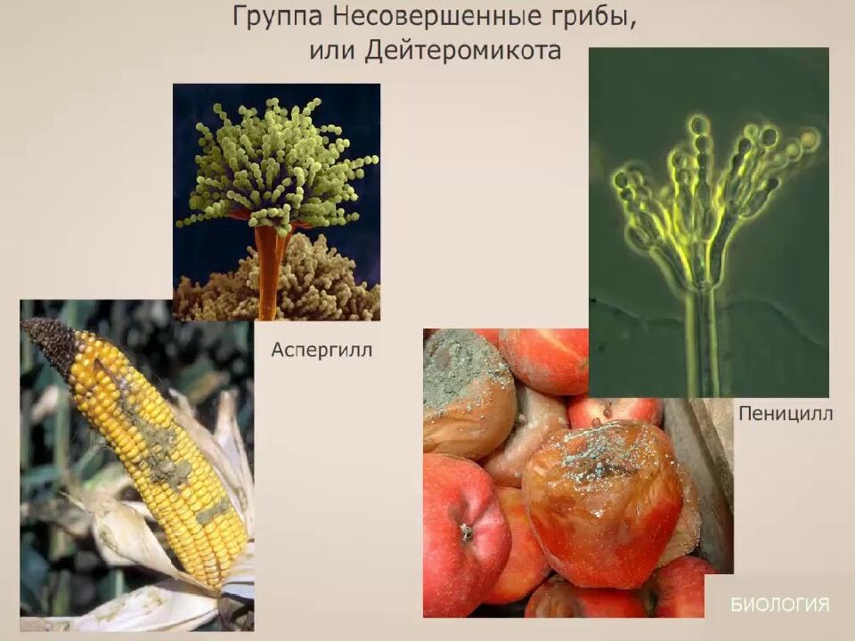 Грибы