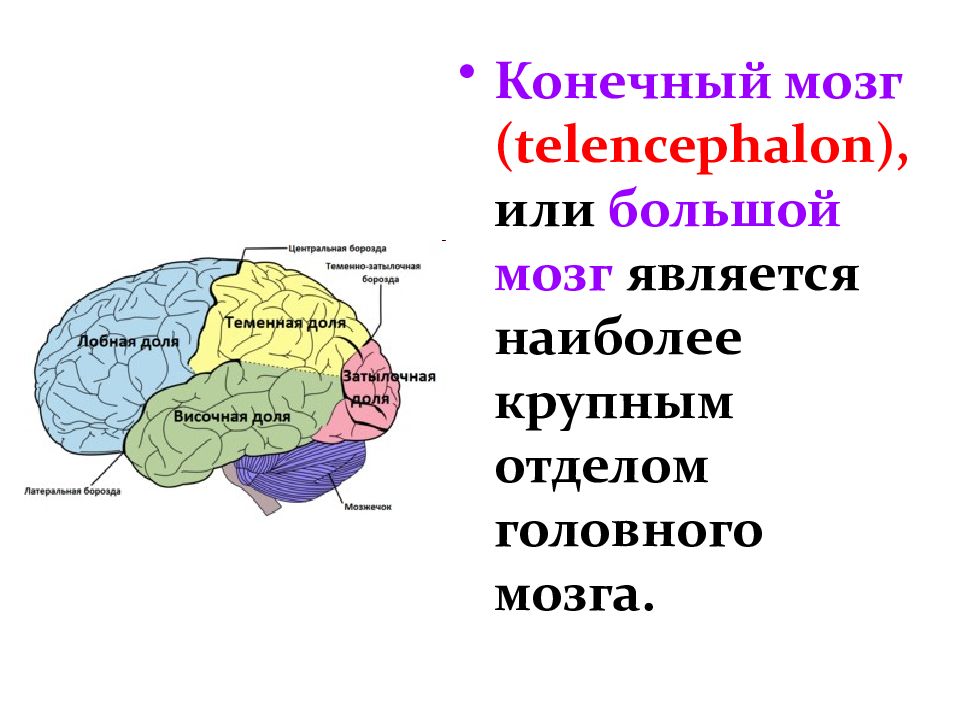 Конечный мозг анатомия презентация