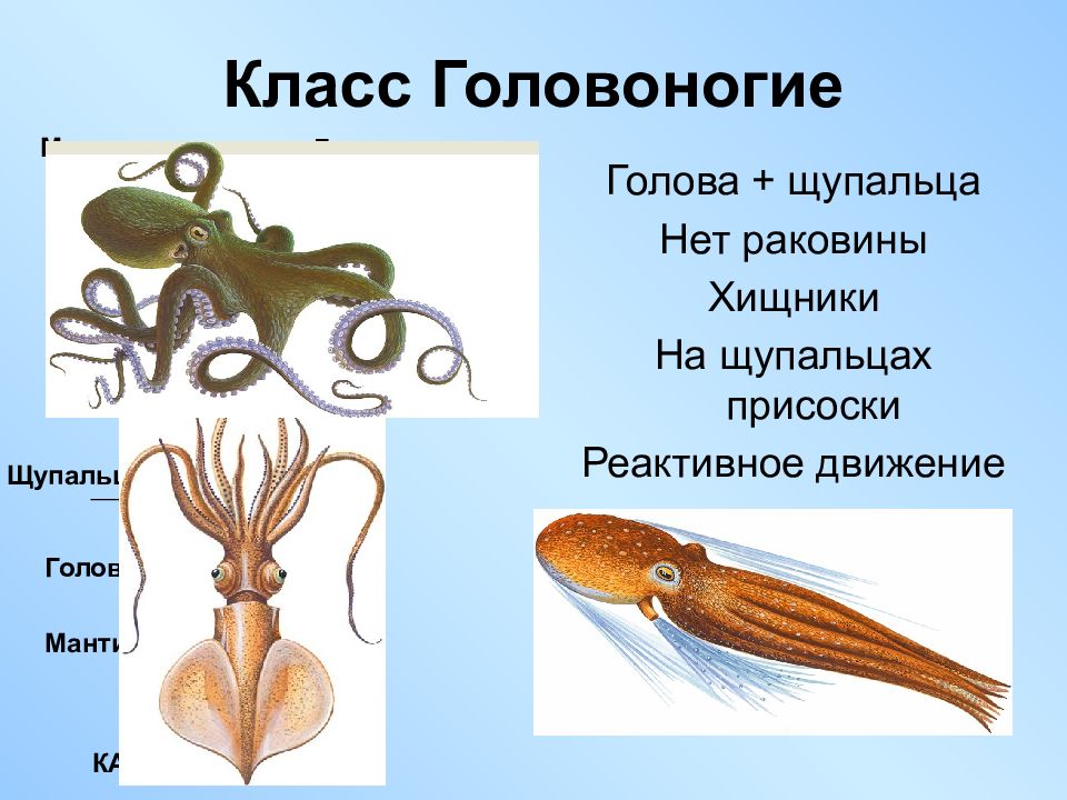 Головоногие моллюски презентация 7 класс