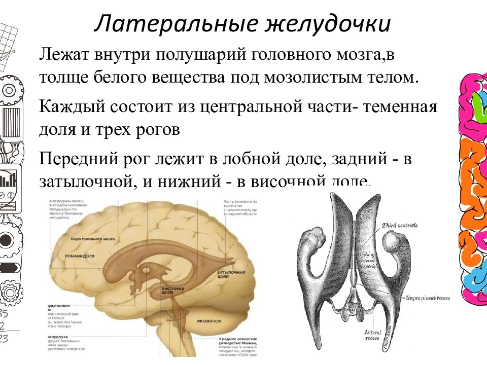 Клюв мозолистого тела