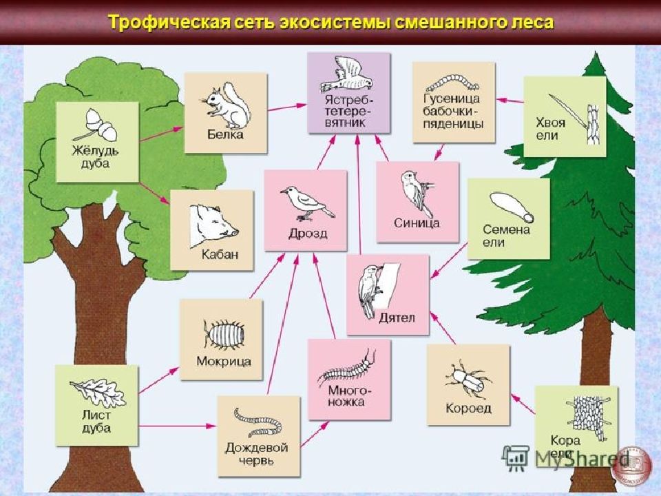 Схема биогеоценоза широколиственного леса