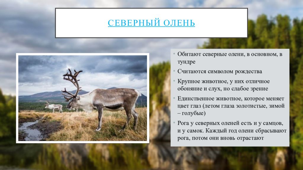 Разнообразие природы родного края саратовская область. Проект разнообразие природы родного Башкортостана