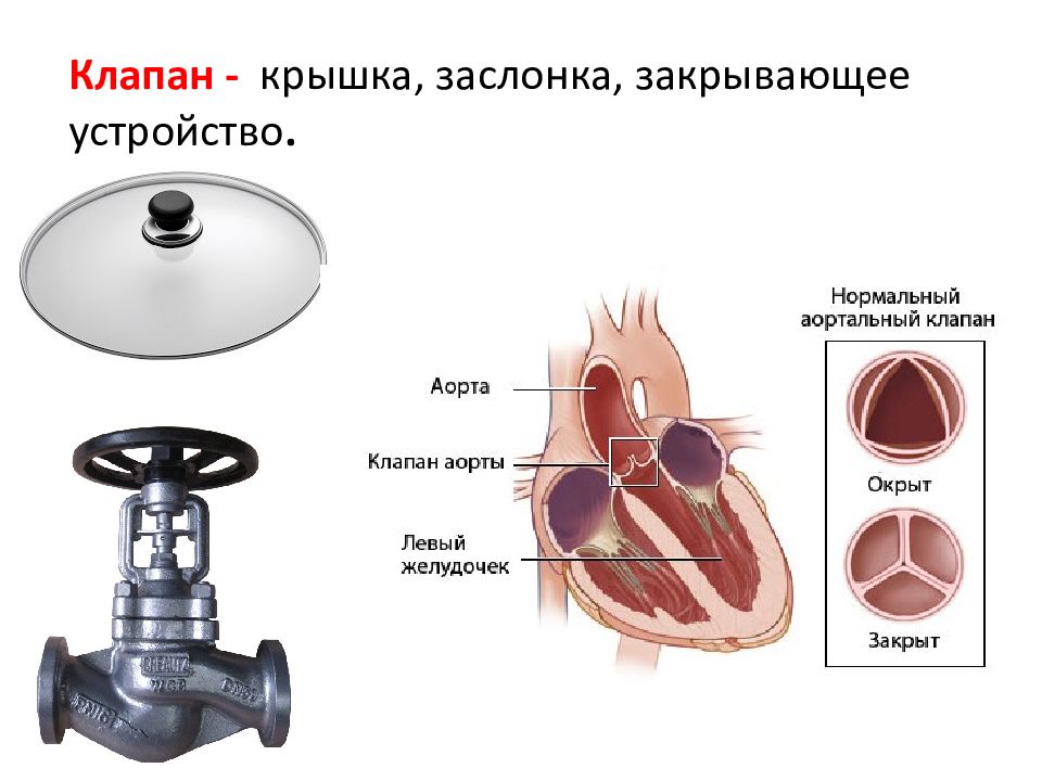 Клапаны сердца. Размеры клапанов сердца. Диаметр клапанов сердца. Механический клапан сердца.