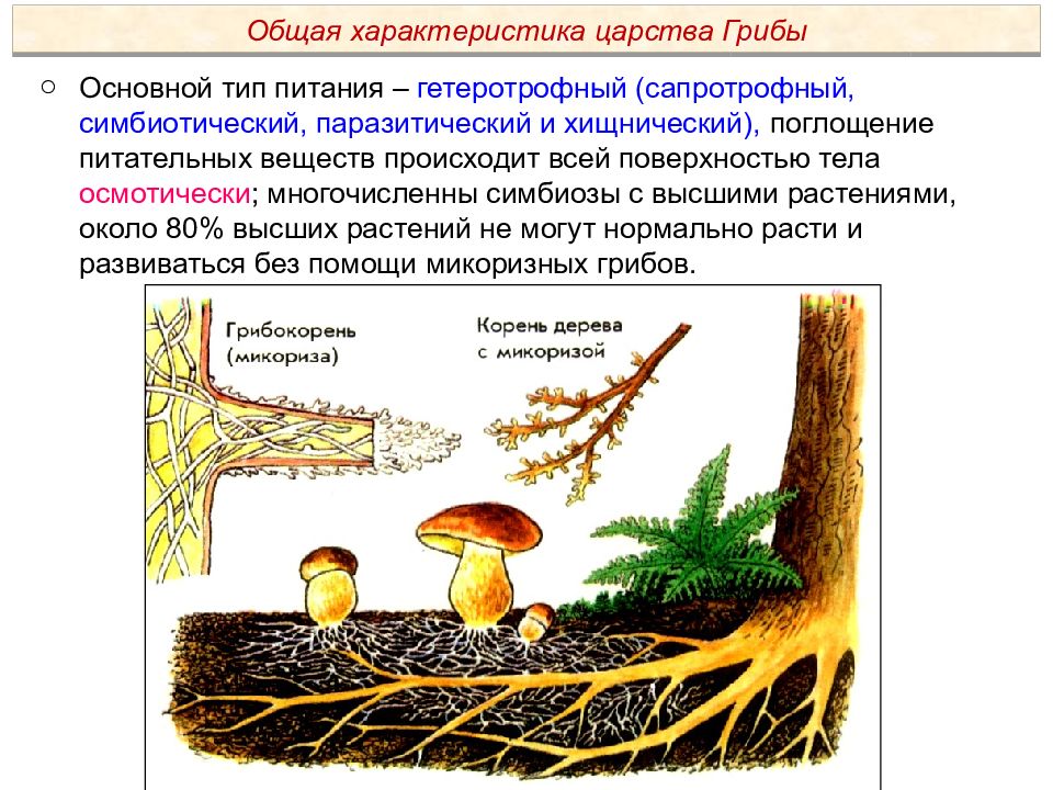 Пименов презентация грибы