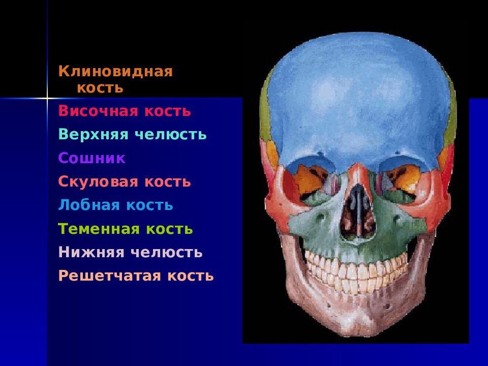 Скуловая и теменные кости. Сошник и решетчатая кость в черепе. Решетчатая кость черепа анатомия в черепе. Решётчатая кость черепа коиновидная. Клиновидная кость и решетчатая кость.