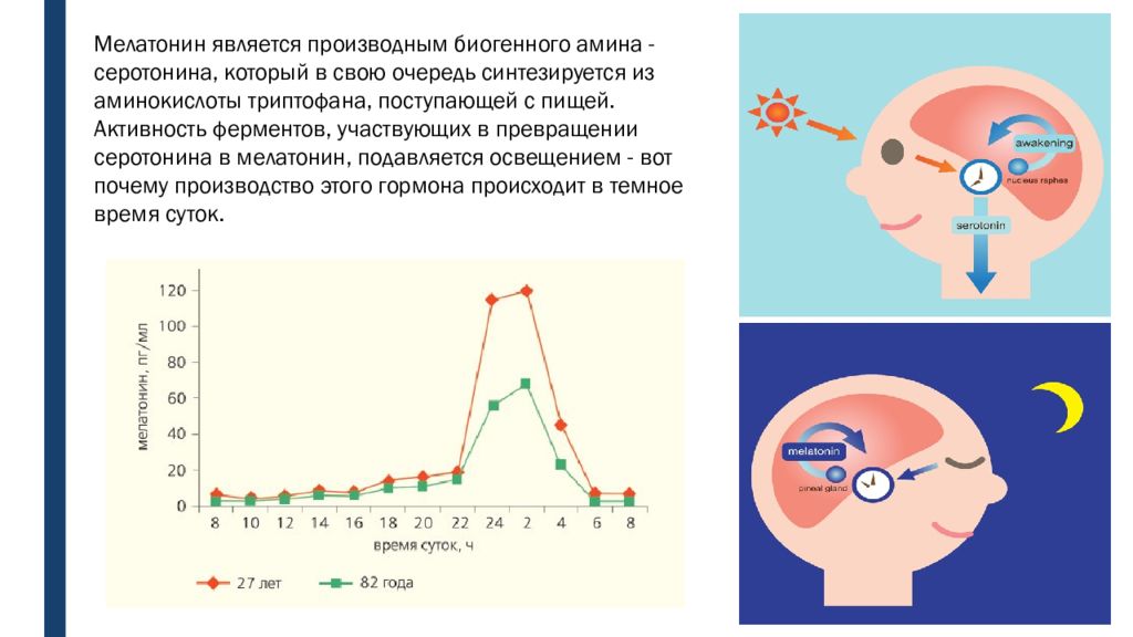 Гормон мелатонин презентация