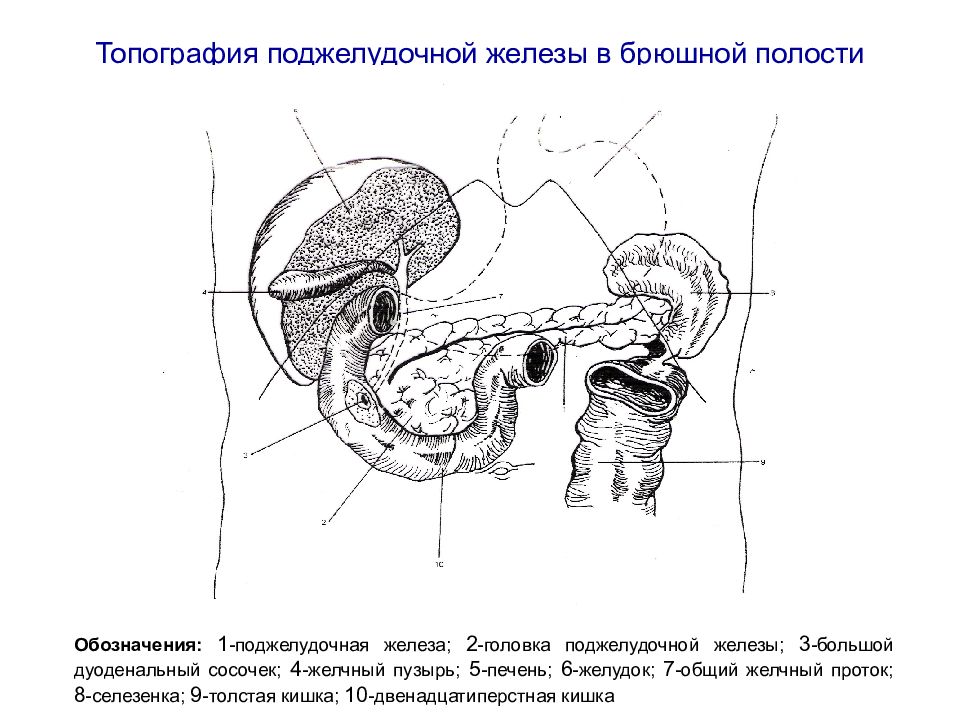 Железы брюшной полости. Топография поджелудочной железы. Расположение поджелудочной железы топографическая анатомия. Поджелудочная железа топография синтопия. Топография поджелудочной железы в брюшной полости.