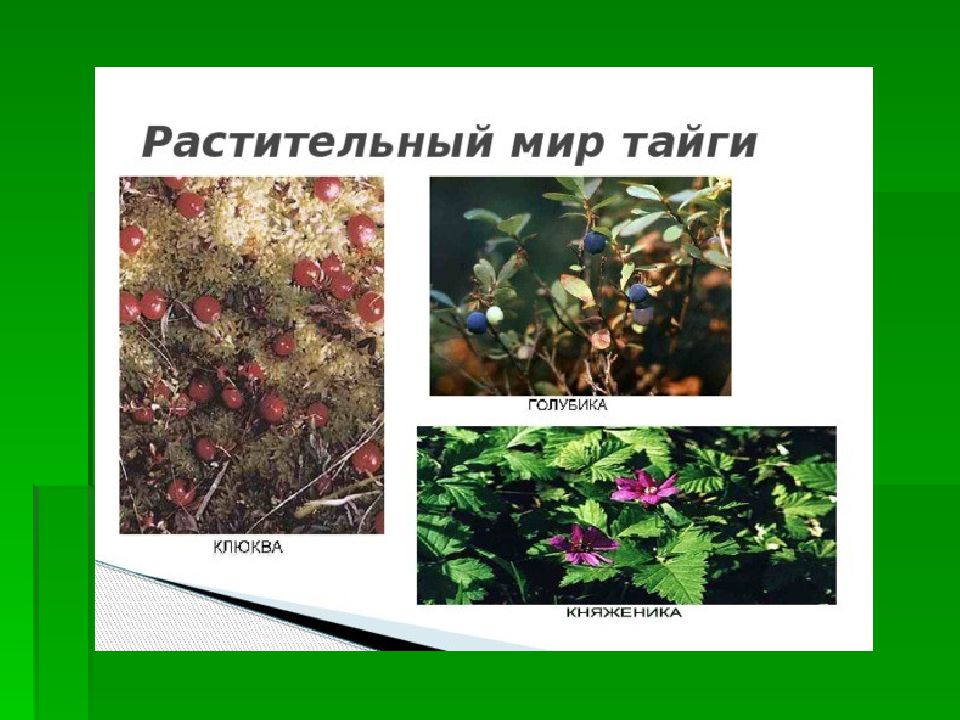 Какие растения есть в евразии. Растительность тайги. Растительность Евразии. Растения которые растут в Евразии. Растения растущие в тайге.