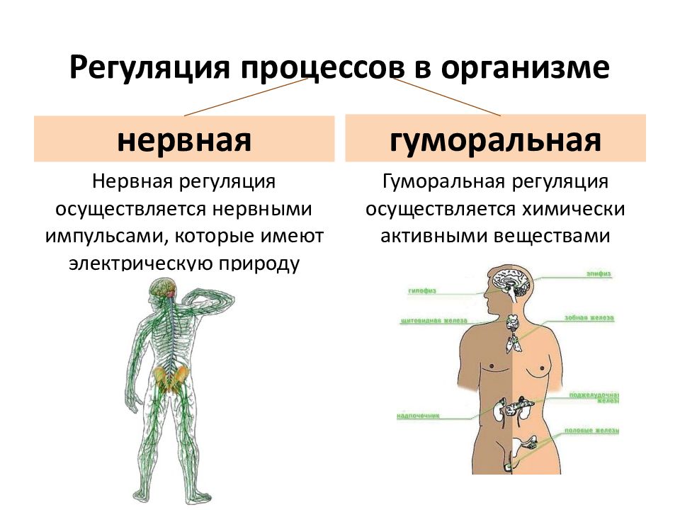 Схема нейрогуморальной регуляции