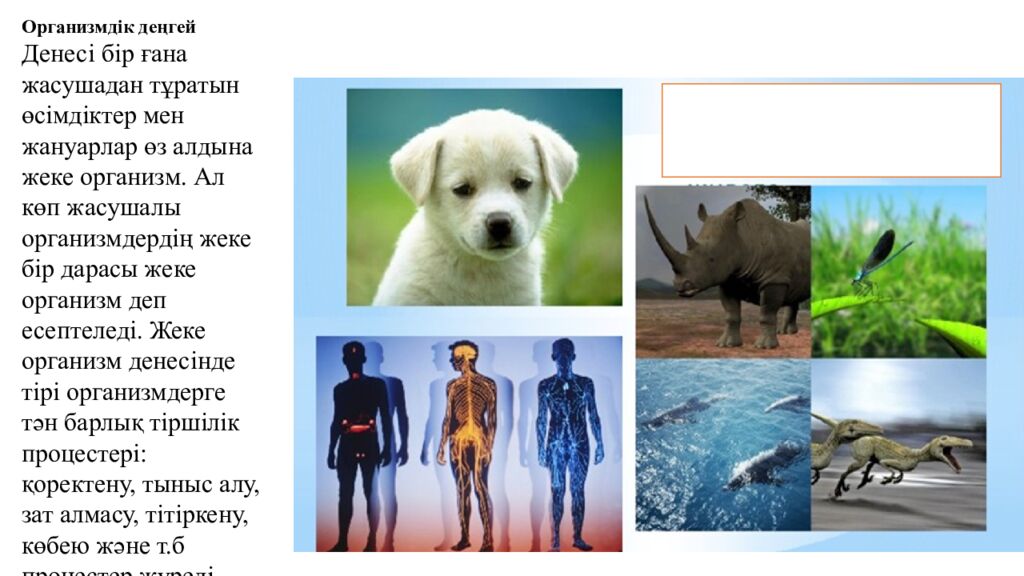 Сабақтың мақсаттары 5.4.2.2. Тірі ағзалардың құрылымдық деңгейлерін