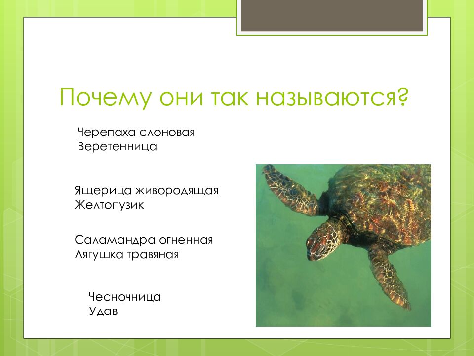 Почему они так называются?